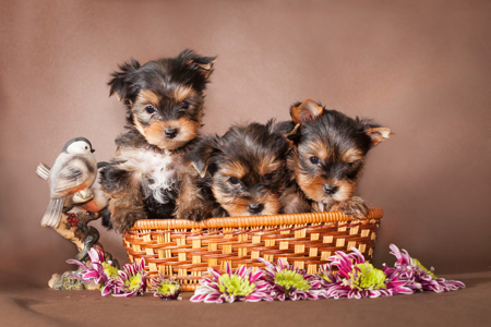 cindy, hubers, dog, breeder, yorkies, puppies, for, sale, cindy hubers dog breeder, puppies, pups, cindy hubers breeder, usda, inspected, inspection, records, for sale
